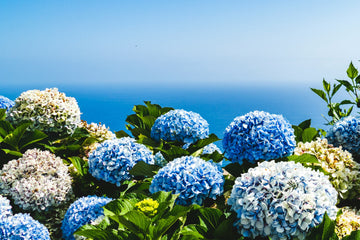 Hydrangea Flower Meaning: 7 Colors and Their Symbolism