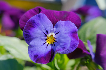 Pansy Flower Meaning: Symbolism, Colors and Cultural History