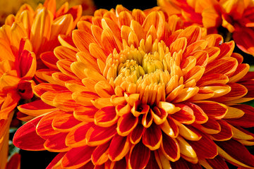 7 Chrysanthemum Flower Meanings and Color Symbolism Guide