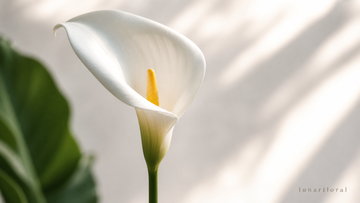 Calla Lily Meaning: Symbolism, Colors and Gift Guide
