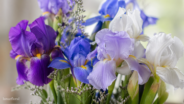 iris flower meaning