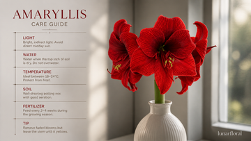 Red amaryllis flower in vase representing love and strength symbolism