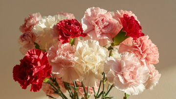 Mixed carnation bouquet featuring red, pink, and white carnations