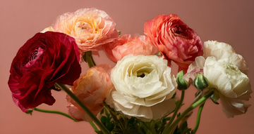 ranunculus flower meaning and charm symbolism guide