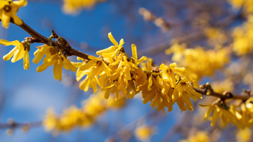Vibrant forsythia branches covered in bright yellow blooms against blue sky 