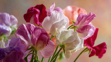 Sweet Pea Flower Meaning