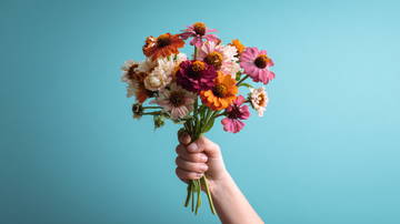 coneflower