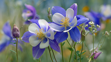 Columbine flower meaning — blue and purple aquilegia blooms symbolizing love, strength, and spiritual faith