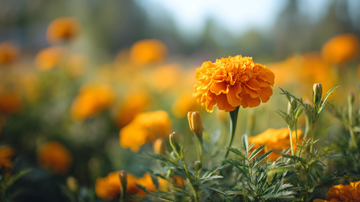 marigold bloom 