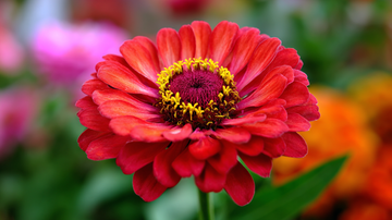 zinnia flowers