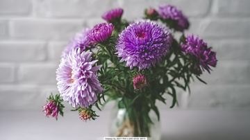 Aster flower meaning